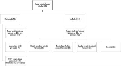 Ischemic stroke can have a T1w hyperintense appearance in absence of intralesional hemorrhage